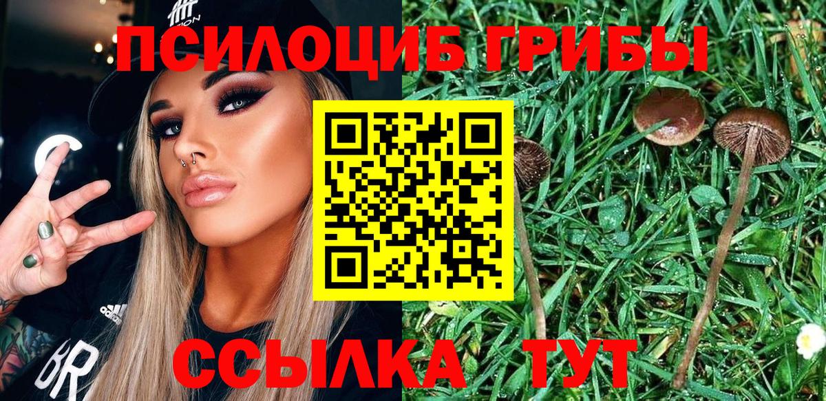 Галлюциногенные грибы Psilocybine cubensis Димитровград