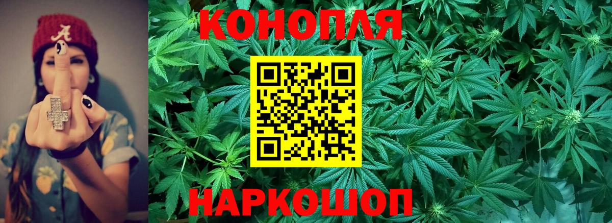 Марихуана сатива Димитровград